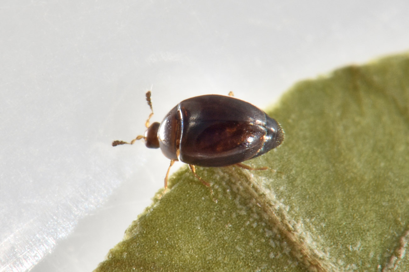 Corylophidae: Orthoperus sp? Sì.
